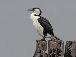 Australian pied cormorant on a disused wood column at the end of the Tanker Jetty in Esperance, Western Australia, Australia