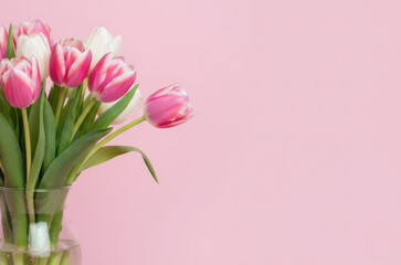 Pink and white tulips in glass vase on pastel pink background, spring floral minimal composition
