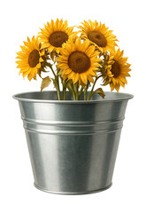 Obraz premium Galvanized bucket with a wide mouth, perfect for displaying dried sunflowers in a