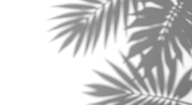 Realistic tropical leaf shadow overlay effect with summer sunlight, tranparent background. - Powered by Adobe