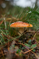 Bright red fly agaric growing in autumn forest