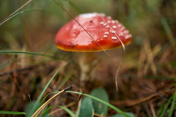 Small fly agaric mushroom in pine needles