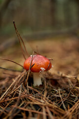 Young mushroom growing in forest soil