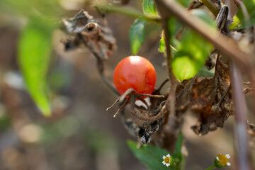 Red cherry tomato on dry autumn plant stem