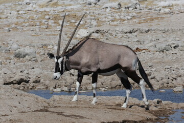 oryx drinking water