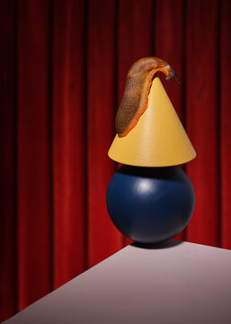 Slug crawling on yellow cone on blue sphere against red curtain