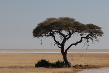 Etosha national park salt pan
