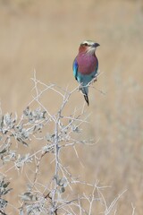 lilac breasted roller on the branch