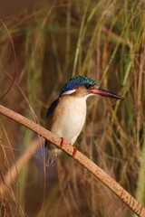 kingfisher on the branch