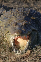 Crocodile with mouth open in the wild