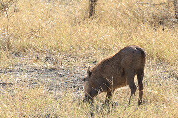 warthog in the wild grasing