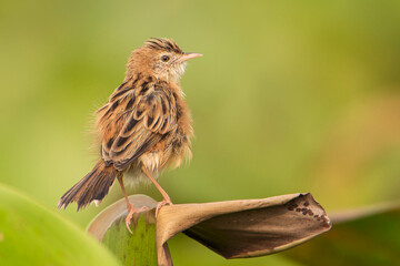 Fototapeta premium Zitting Cisticola