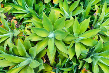 Obraz premium Close-up view of lush green agave plants with thick, pointed leaves forming a beautiful natural pattern. Tropical succulents growing in a landscaped garden under soft daylight.