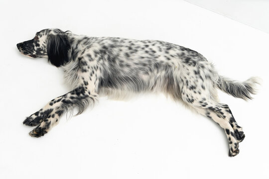 English setter dog in studio