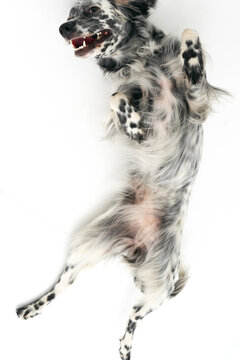 English setter dog in studio