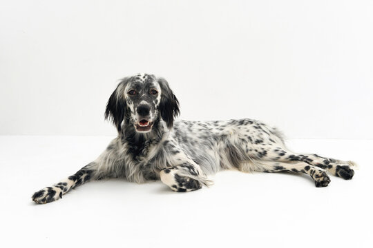 English setter dog in studio
