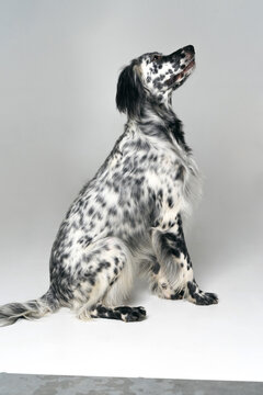 English setter dog in studio