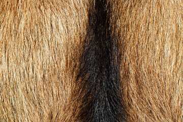 Ziegenfell, Tierfell