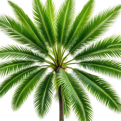 Fototapeta premium Overhead shot of a vibrant green palm tree, showcasing the fronds' detailed texture