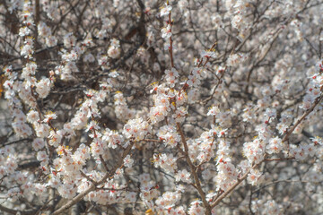Thick tree branches with blooming white flowers. Spring background in light tones.
