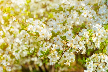 Tree branches with blooming white flowers. Spring background.