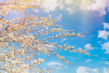 Thin tree branches with blooming white flowers against the background of a bright blue sky.