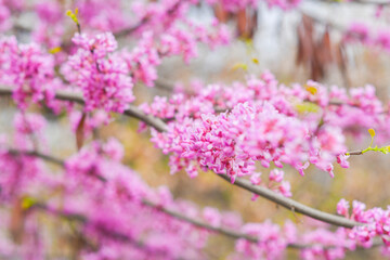 Close up of bright pink flowers on a branch. A tree blooming in spring with beautiful inflorescences. Eastern redbud during flowering.