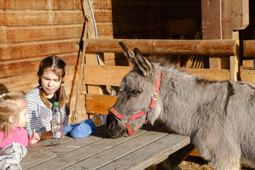 Children feeding a donkey at a rustic barn table, Germany