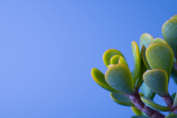Green succulent leaves with blue sky background