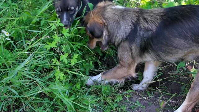In rural garden two dogs dig deep hole in soil one older grumpy dog and one small puppy with another joining playful funny countryside animal behavior moment.