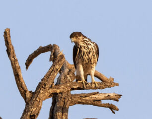 African hawk eagle 