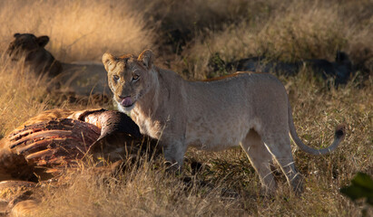 lion on a giraffe kill 
