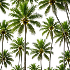 Tropical palms against black background, a repeating pattern of trees