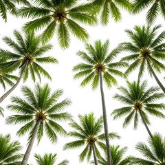 Lush, tropical palm trees against a black backdrop, from a low angle perspective