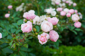 Obraz premium bush of small roses