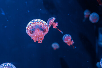 underwater photography jellyfish mastigias papua, spotted jelly, lagoon jelly, golden medusa