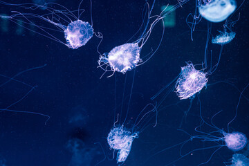 underwater photography jellyfish Chrysaora lactea, Milk Sea Nettle