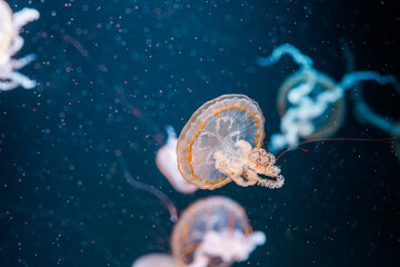 underwater photography jellyfish Chrysaora fuscescens, Pacific sea nettle, West Coast sea nettle