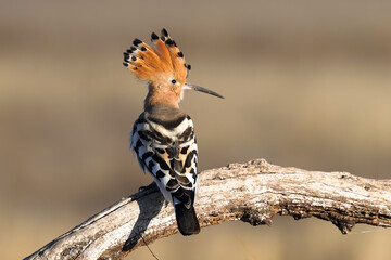 Hoopoe Upupa epops - perched bird with spread crest, natural portrait on a sunny day © Romuald