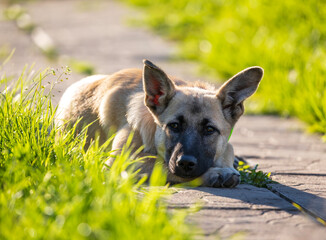 A sad young dog lies in a summer garden on a path with green grass with his muzzle on his paws