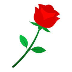 red rose isolated