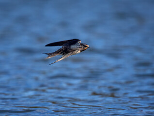 barn swallow bird flying like an airplane over a blue pond with folded wings