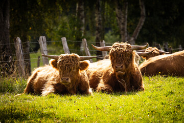 Schottisches Hochlandrind