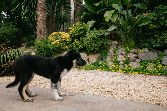 Border Collie in Vibrant Garden