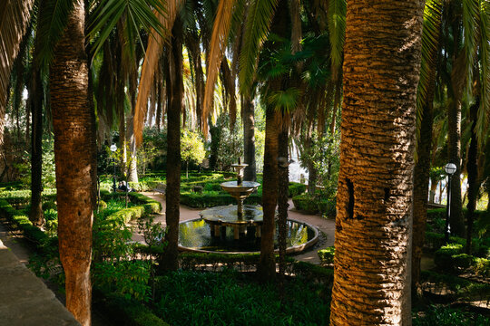 Scenic Park with Palm Trees