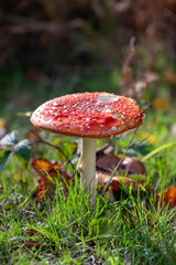 fly agaric mushroom