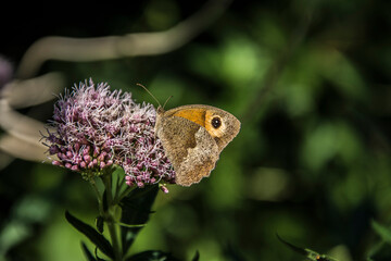 the butterfly hemp agrimony eats on the meadow brown in nature area Kruisbergse bos
