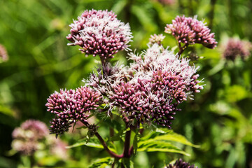 close up of a flowering hemp agrimony in the nature area Kruisbergse bos