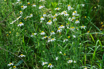 the chamomile blooms in the grass of the nature reserve Kruisbergse Bos