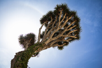Kanarischer Drachenbaum